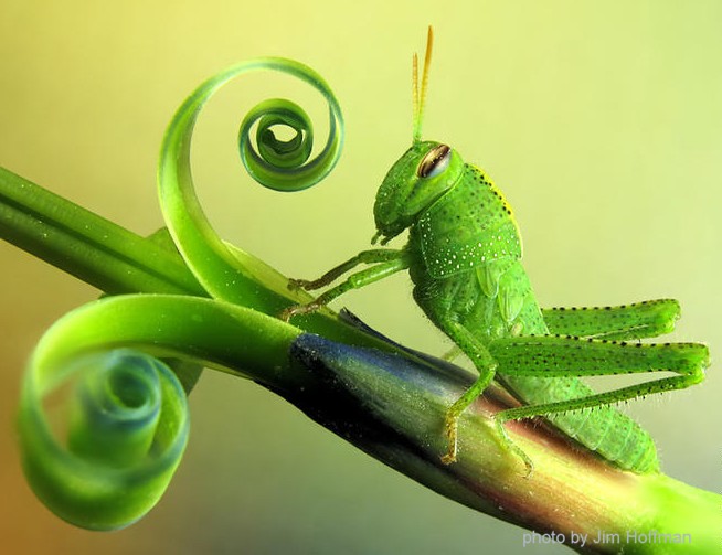 grasshopper_spiral_jimHoffman_crop