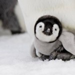 Penguin_baby_x385