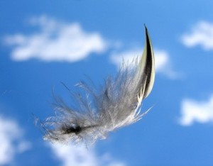 feather-floating_x385