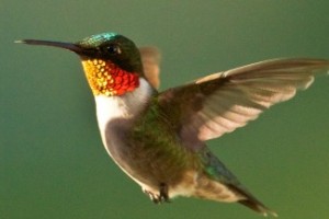 hummingbird3_ruby-throated