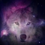 WS_GWRC1_wolf