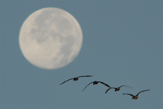 FullMoon+geese2
