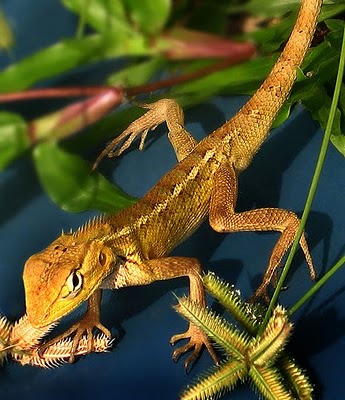 Lizard_garden lizard by williamcho at flickr