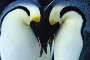 Penguin_emperorPair_x385