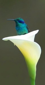 cala_Hummingbird_mirror